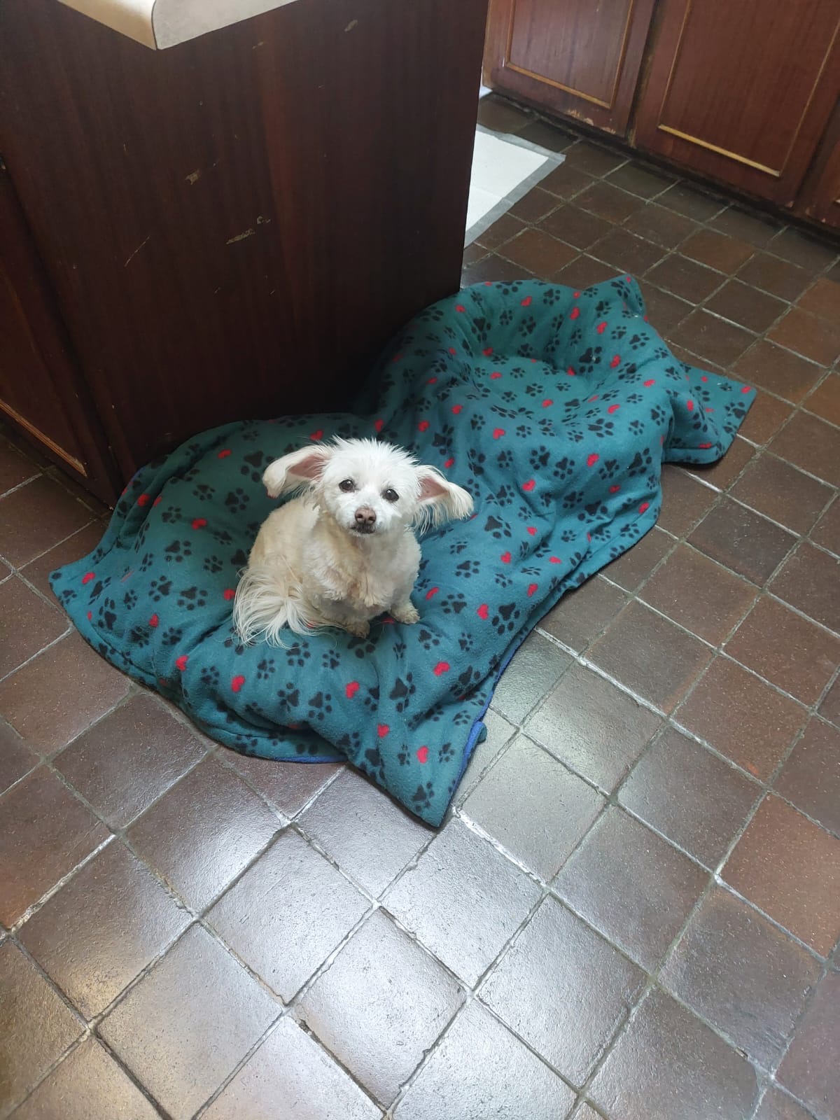 Happy pet at FatPuppy Pet Care