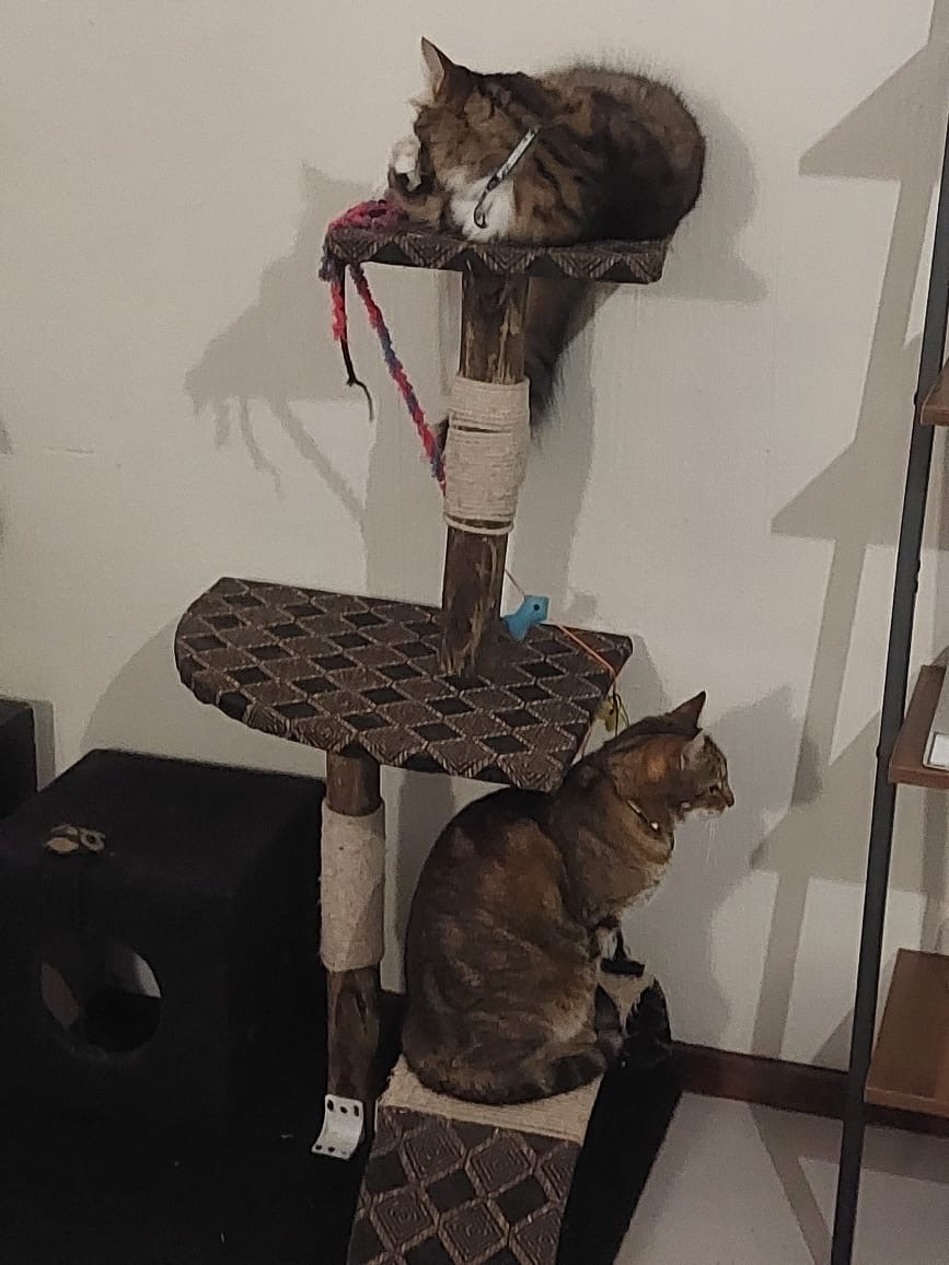 Happy pet at FatPuppy Pet Care