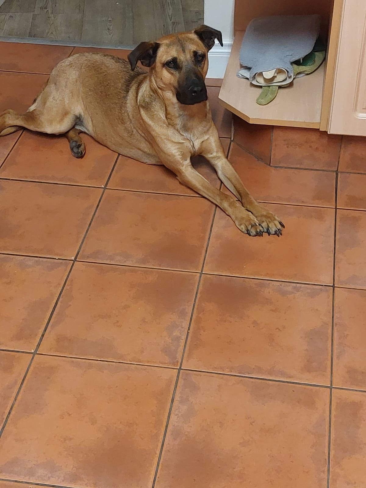 Happy pet at FatPuppy Pet Care