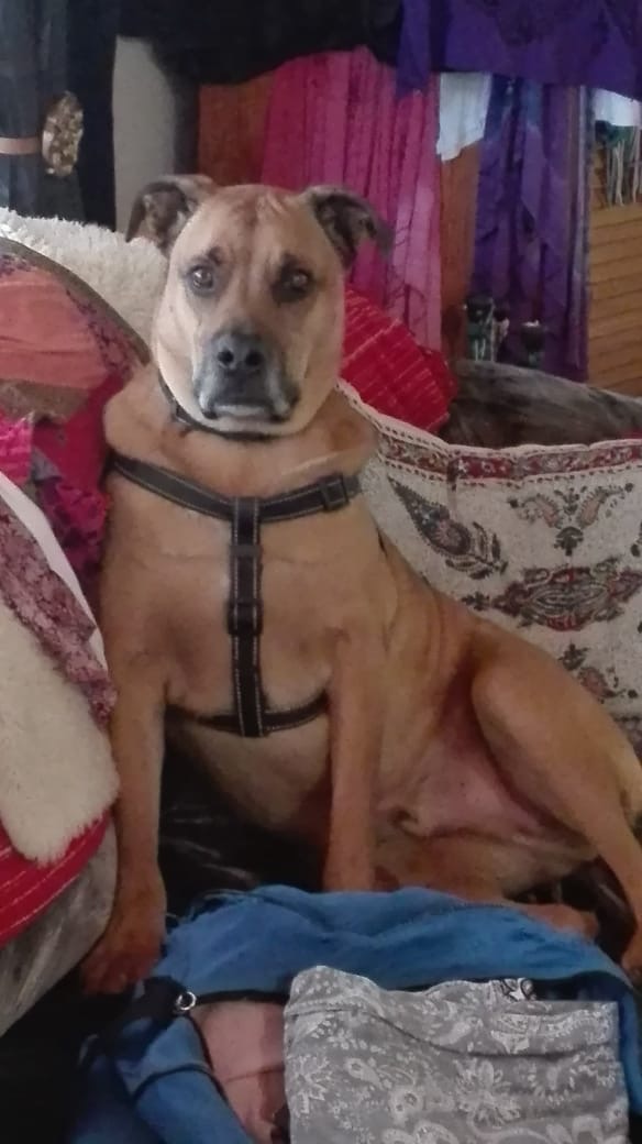 Happy pet at FatPuppy Pet Care