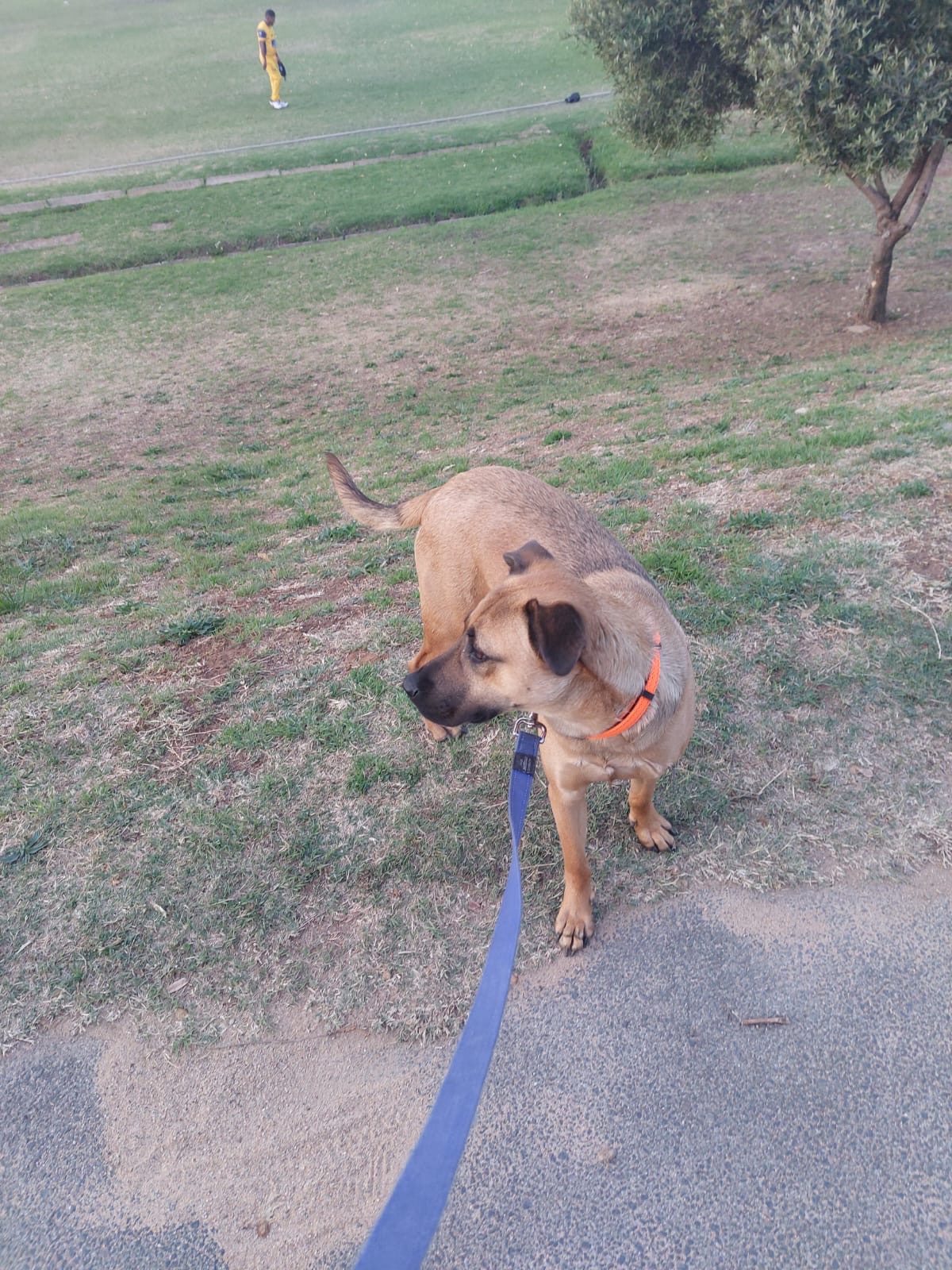 Happy pet at FatPuppy Pet Care