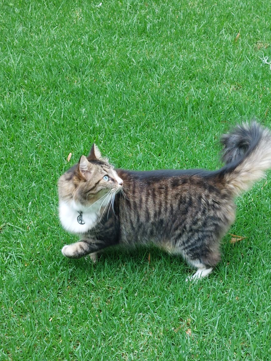 Happy pet at FatPuppy Pet Care