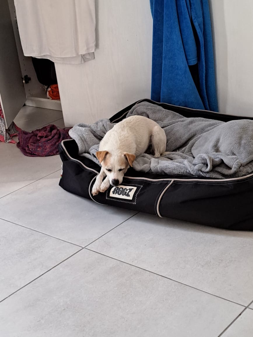 Happy pet at FatPuppy Pet Care