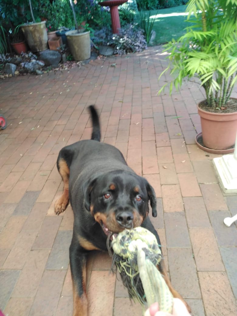 Happy pet at FatPuppy Pet Care