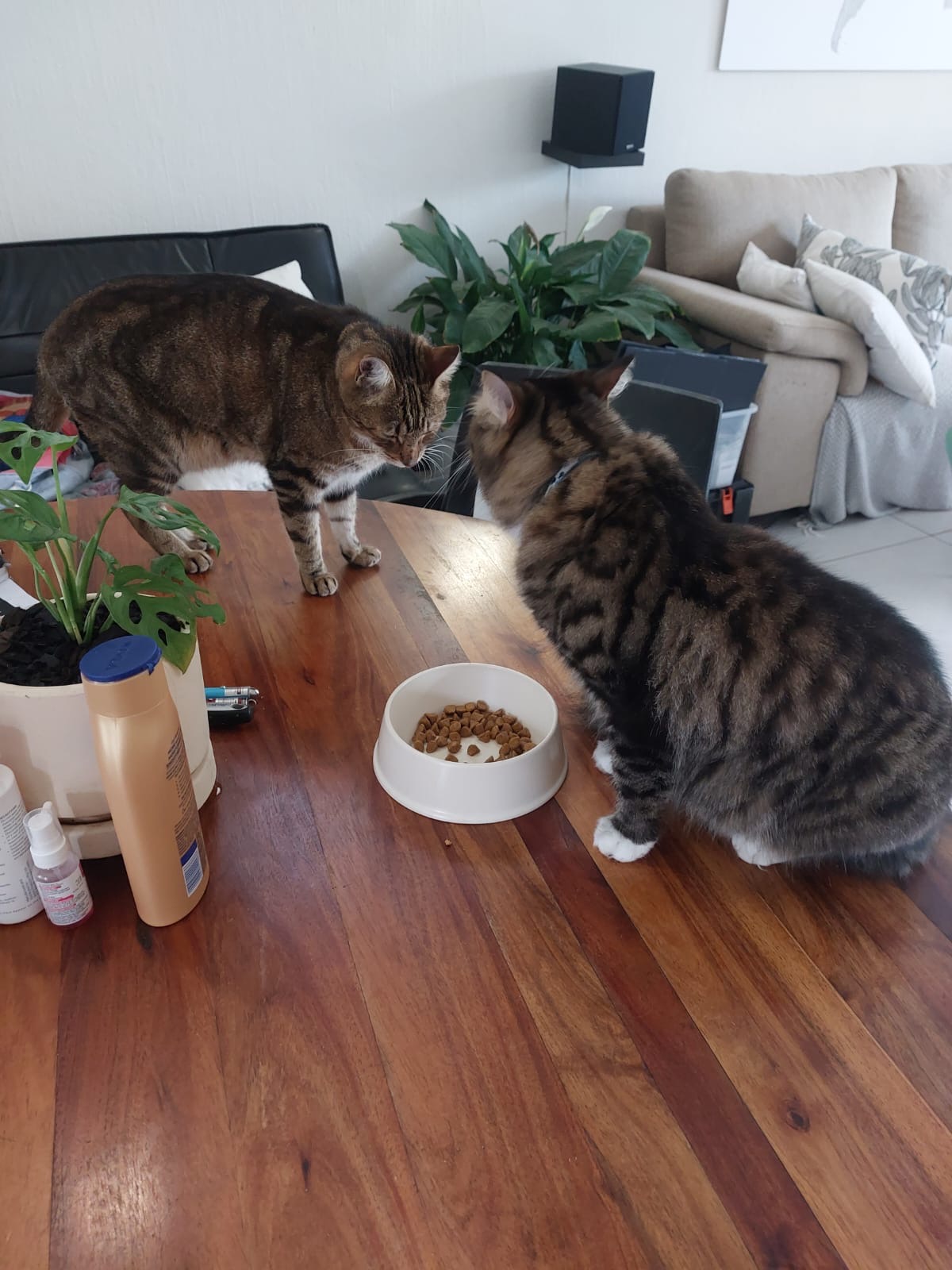 Happy pet at FatPuppy Pet Care