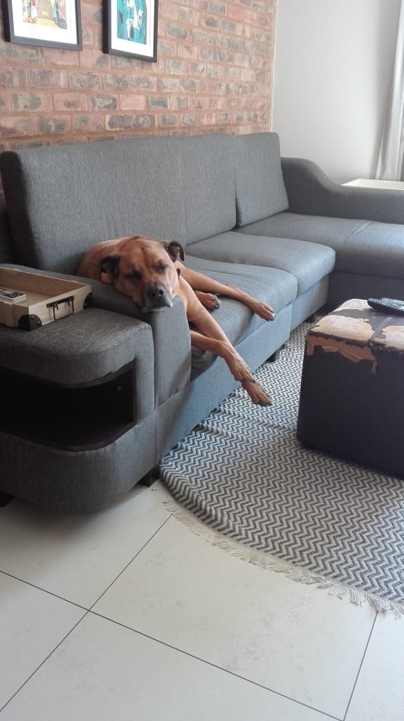 Happy pet at FatPuppy Pet Care