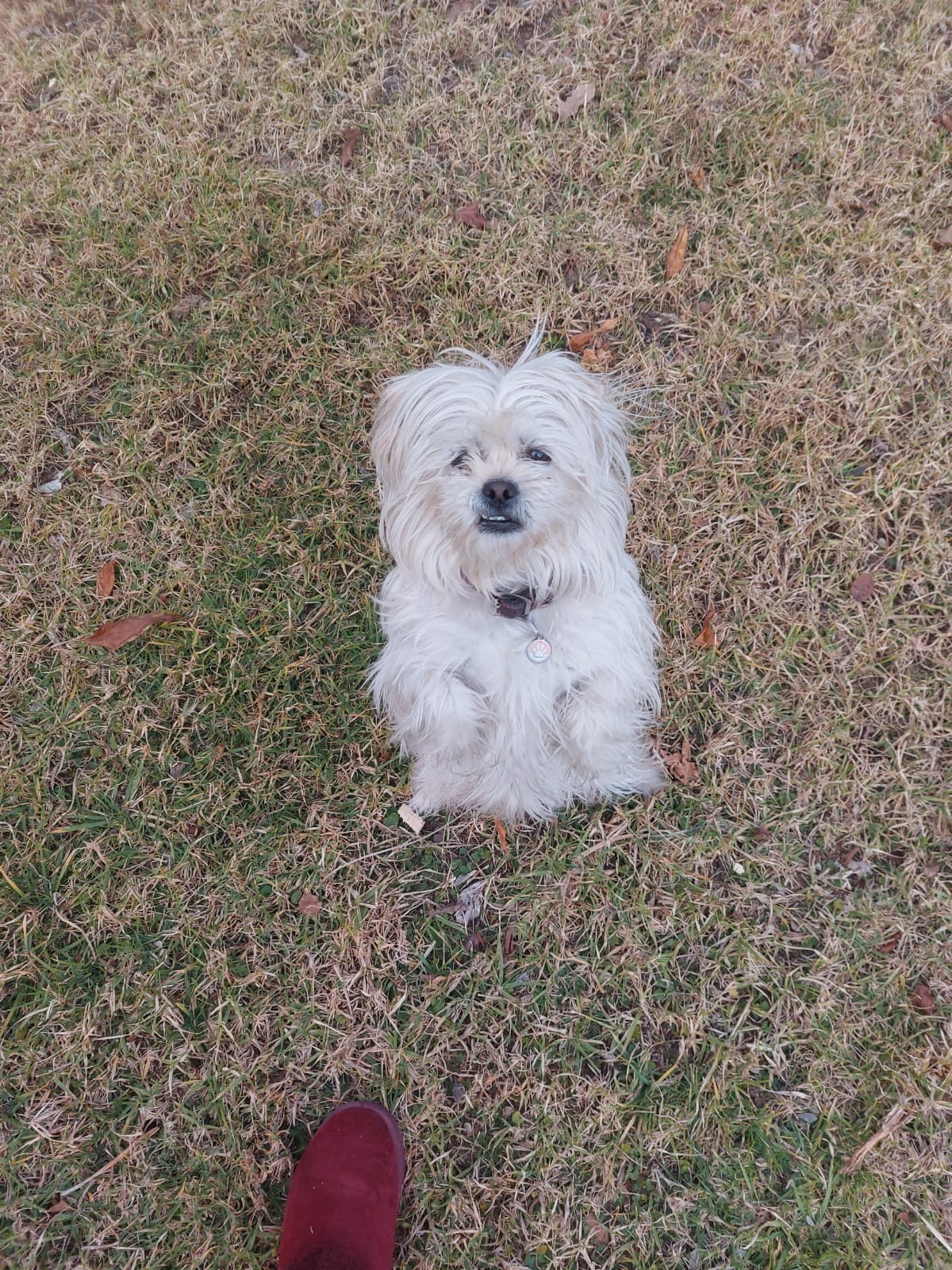 Happy pet at FatPuppy Pet Care