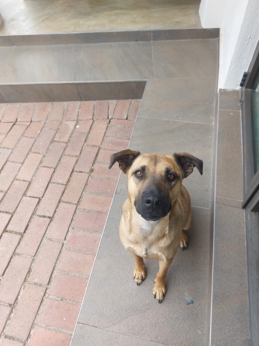 Happy pet at FatPuppy Pet Care