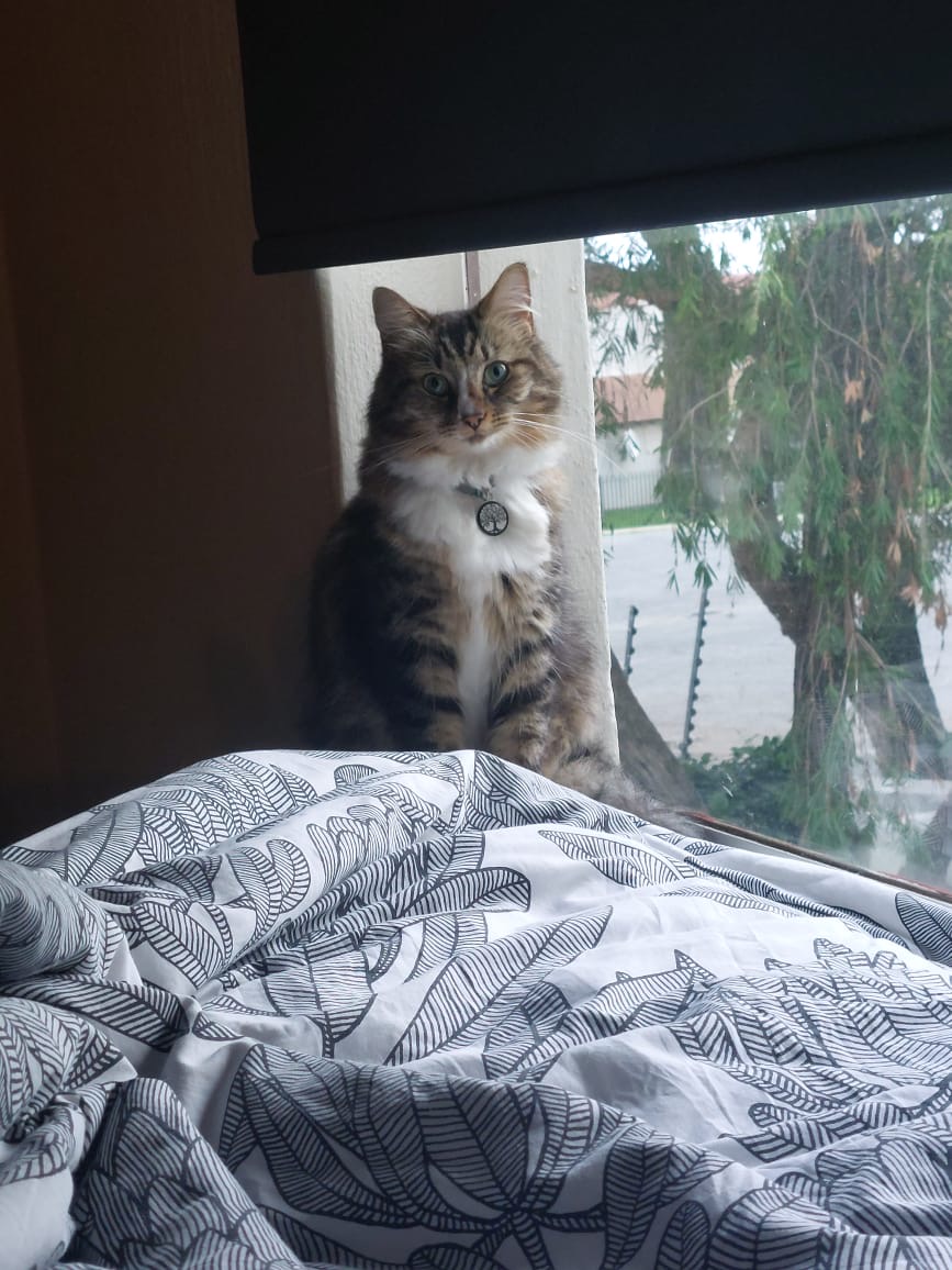 Happy pet at FatPuppy Pet Care