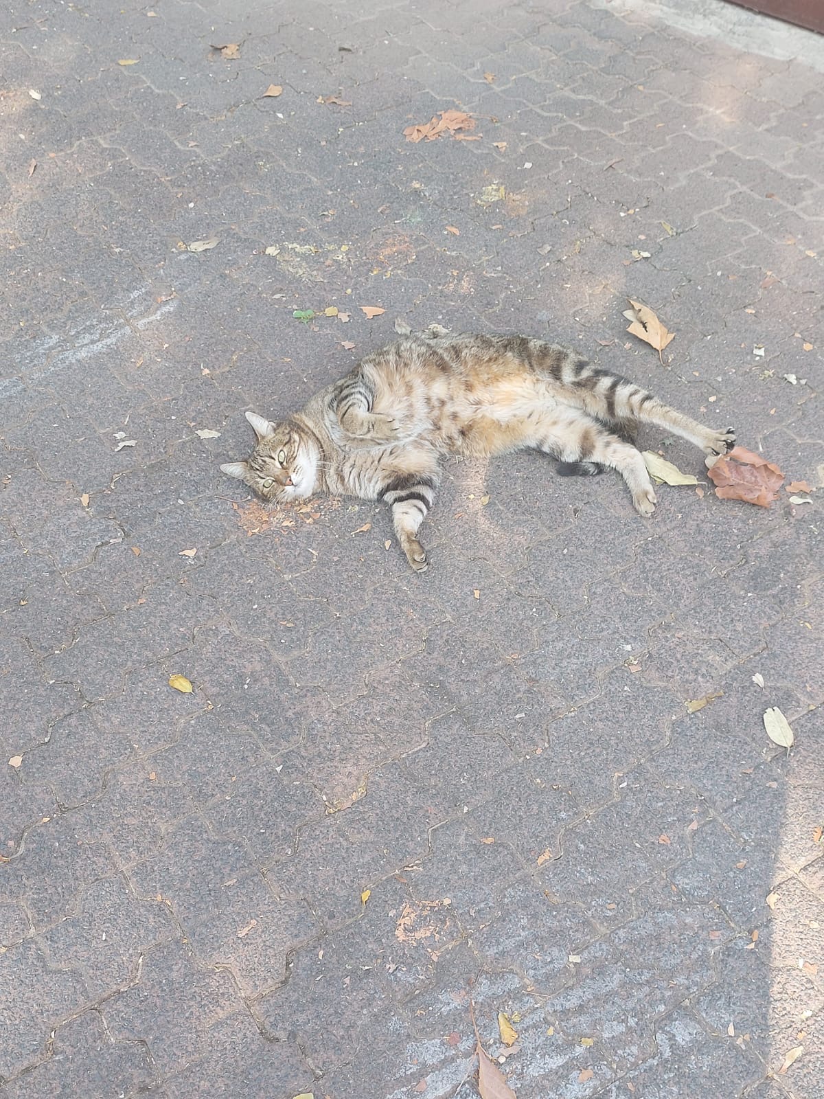 Happy pet at FatPuppy Pet Care